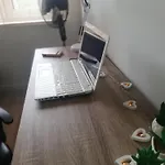 Roku24 - Jelen & Natura * Kudowa-Zdrój