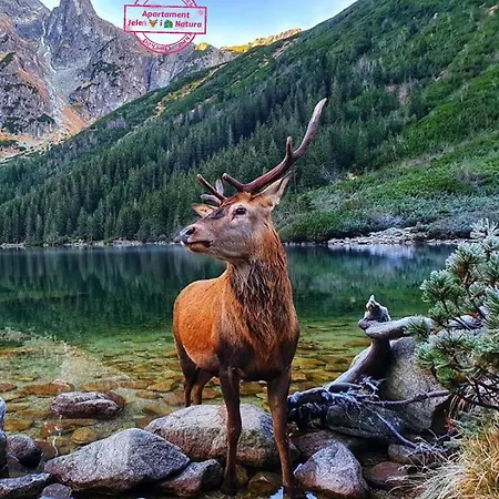 Penthouse Roku - Jelen & Natura Appartement